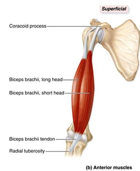 Biceps brachii origo
